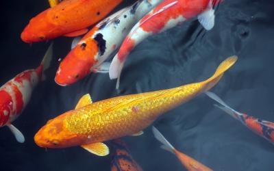 Cầu Koi - ha-long | Diem tham quan